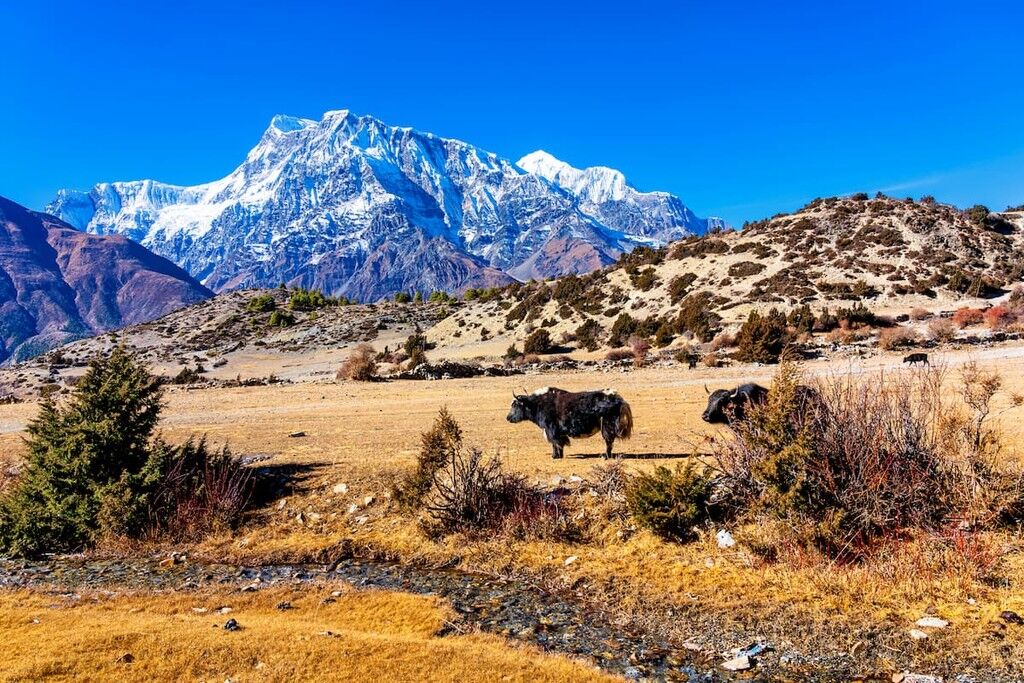 Annapurna Region